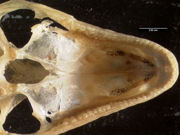 Media type: image;   Herpetology R-61107